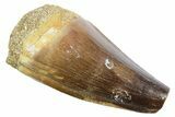 Fossil Mosasaur (Thalassotitan) Tooth - Morocco #353250-1